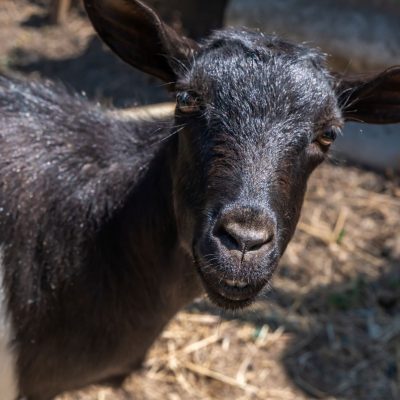 Capra di Veggia Dian nel parco, che aggiunge un tocco di natura e serenità all’agriturismo.
