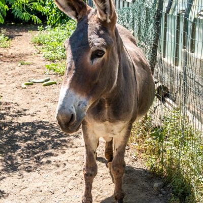 Asino di Veggia Dian, agriturismo a Diano Marina, dove gli animali rendono l’atmosfera ancora più familiare.